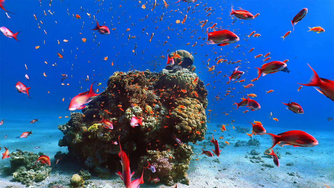 Egypt with extension to the Red Sea 1